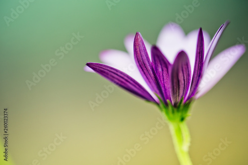 Flower on Summer Meadow