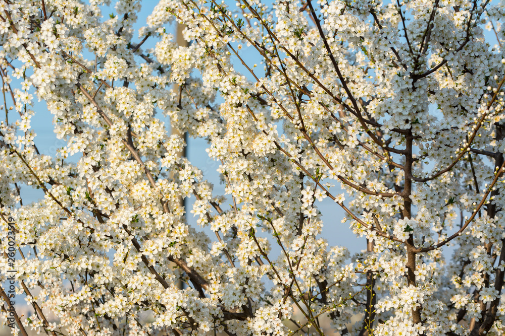 Spring flowers, blooming spring flowers against blue sunny sky Spring flowers, blooming spring flowers against blue sunny sky