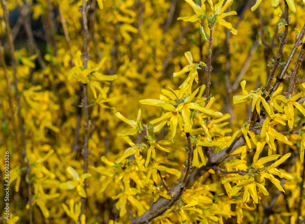 Spring flowers, blooming spring flowers, spring background. Spring flowers, blooming spring flowers, spring background.
