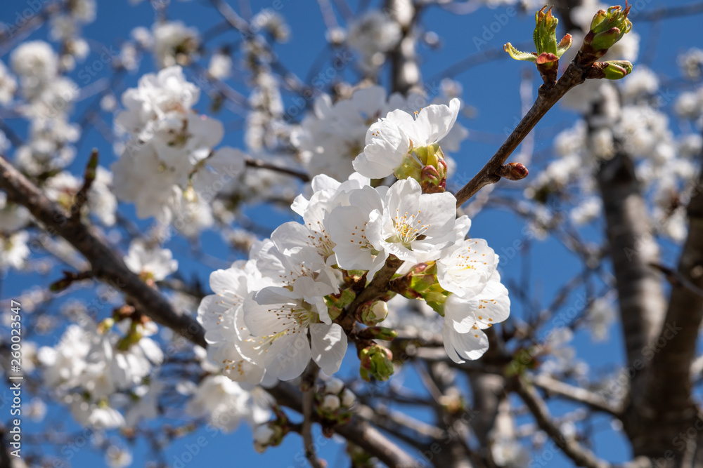 Blooming apple tree in spring time