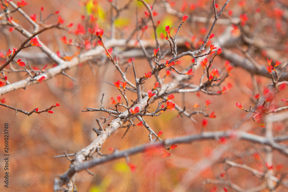 The background of soft red leaves in the spring. The background of soft red leaves in the spring.