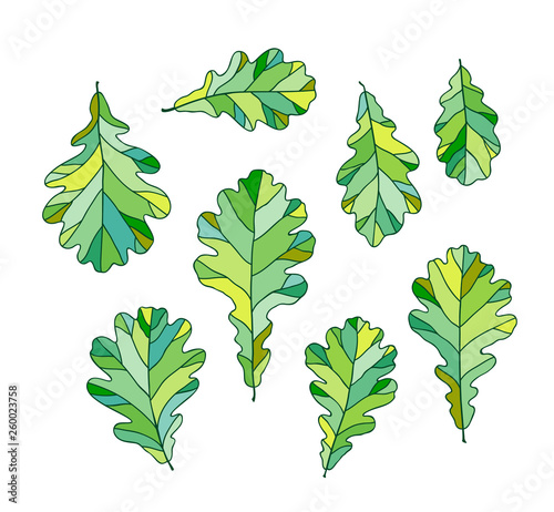 Set of green oak leaves. Vector illustration, isolated on white background