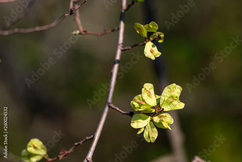 Frühling © Alfred