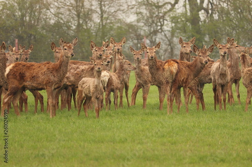 herd of young reindeer in a field coats falling off due to age