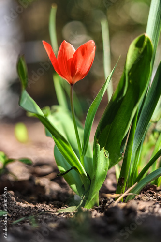 Red dwarf tulips in April