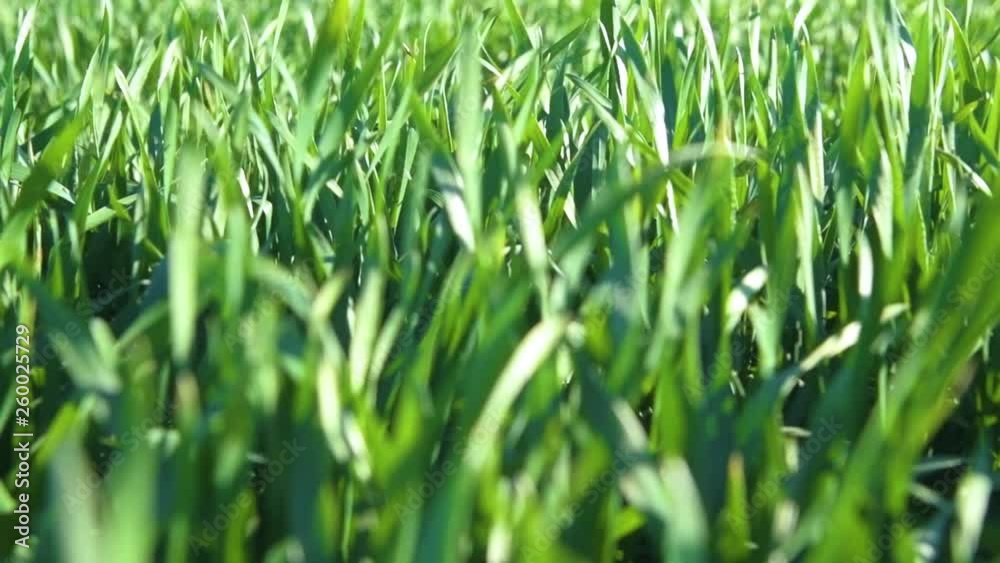 Young sprouts are on the field. Green grass closeup. Young sprouts are on the field. Green grass closeup.