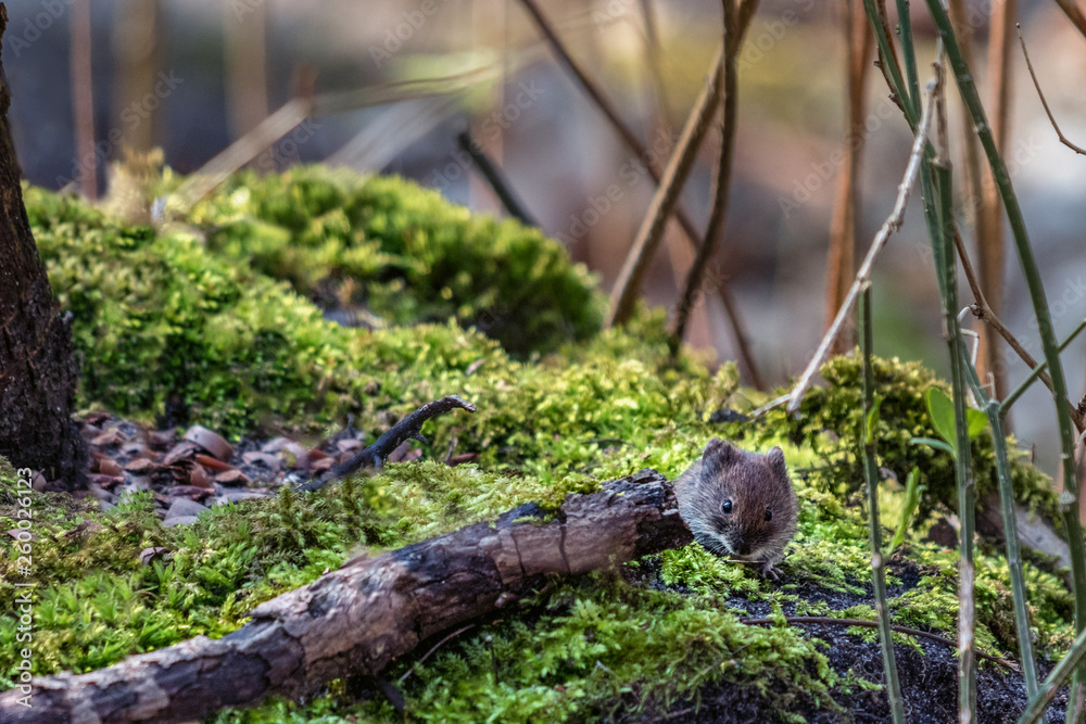 kleiner Waldbewohner kleiner Waldbewohner