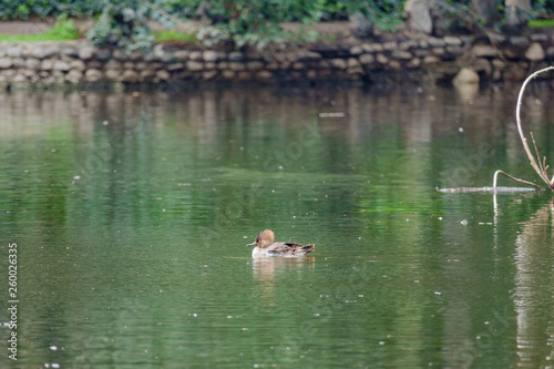 Single Hooded Merganser swimming in a lake