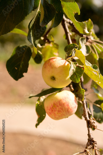 apples on the wind of the tree against the background of the house, harvest, ripe and natural