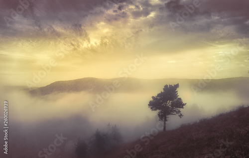 lonely tree at sunset in the mountains, melancholy mood. Warmth, autumn, summer.