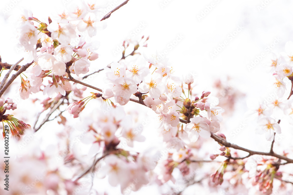 桜 満開 桜 満開