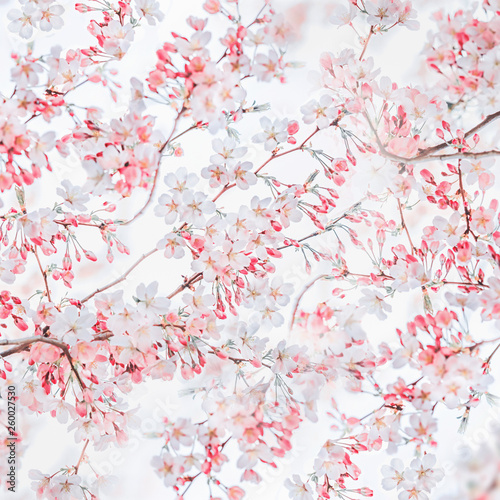 Spring nature background with pink white blossom of cherry trees. Springtime nature. Cherry blossom pattern