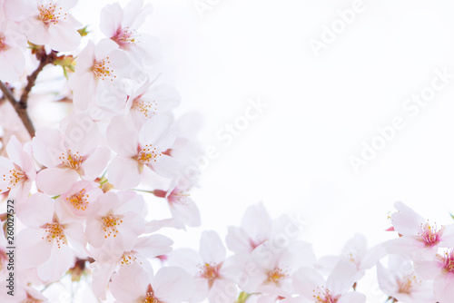桜 満開
