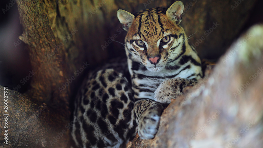 Foto Ocelot