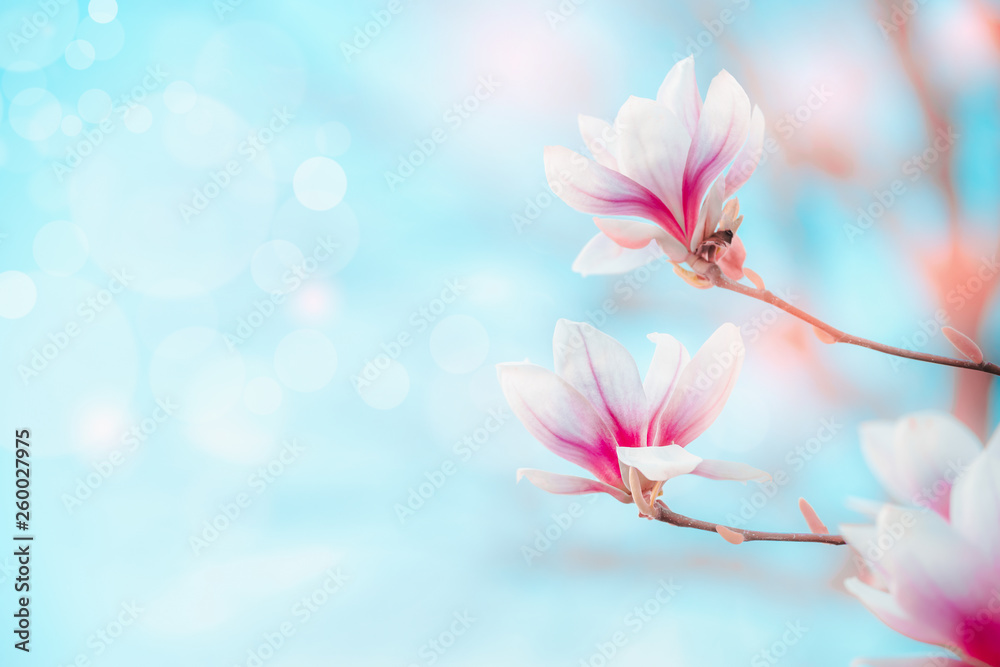 Spring nature background with pretty magnolia blooming at blue sky with bokeh. Springtime outdoor concept. Magnolia tree blossom