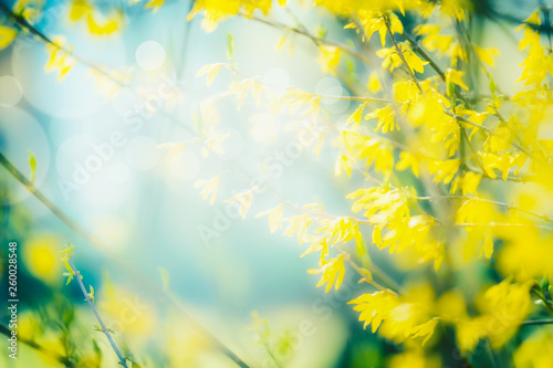 Valokuvatapetti Sunny spring nature background with yellow forsythia blooming