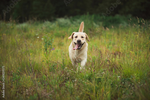 Golden Labrador walking in the spring park, natural light, in cloudy day