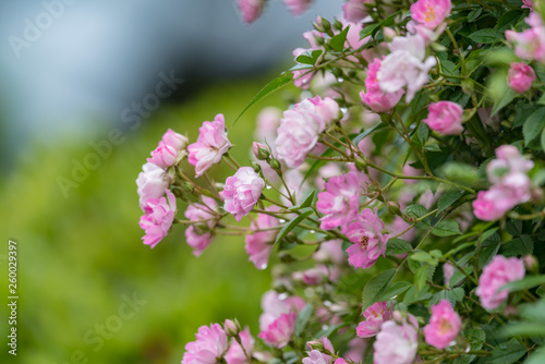 Pink miniature roses flowers wetted by rain