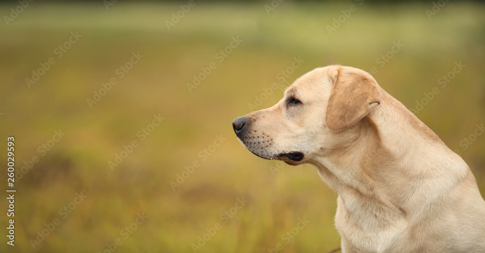 Golden Labrador walking in the spring park, natural light