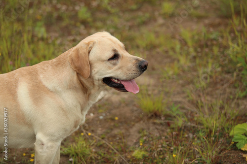 Golden Labrador walking in the spring park, natural light