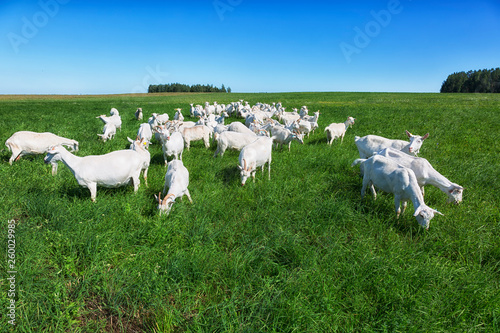 large herd of white goats in summer