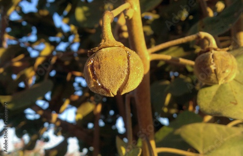 African Chewing Gum - Matobo (zambia) photo