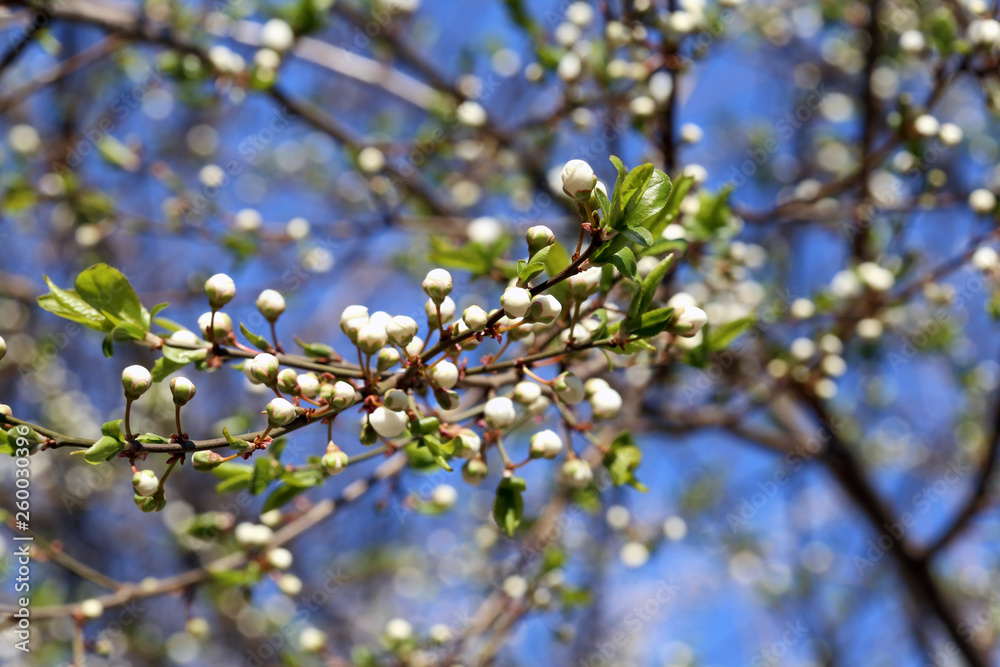 Early spring flowering apricot close up Early spring flowering apricot close up