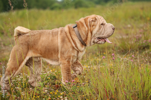 Portrait of a Shar pei breed dog on a walk in a park