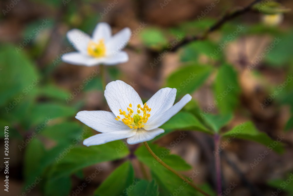 Wild yellow primrose flower or primula vulgaris in a forest Wild yellow primrose flower or primula vulgaris in a forest