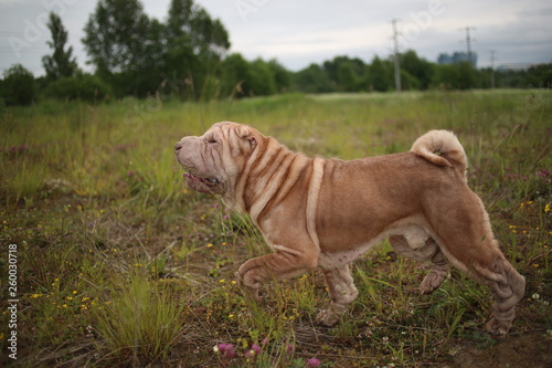Portrait of a Shar pei breed dog on a walk in a park