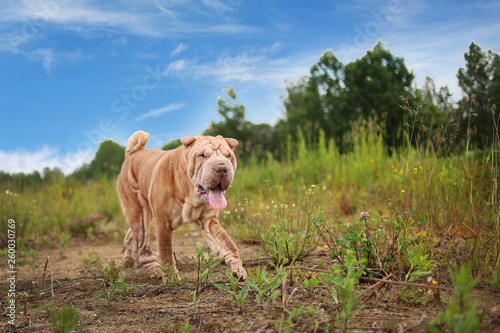 Side view at a Shar pei breed dog on a walk in a park