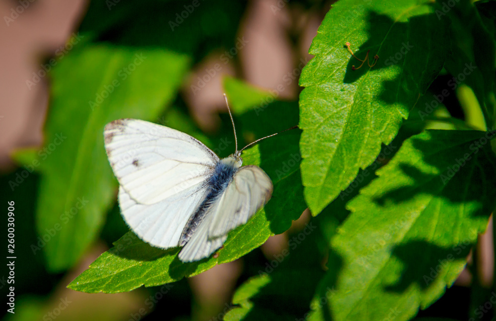 White butterfly. Butterfly cabbage soup. Beautiful insect. The butterfly sits White butterfly. Butterfly cabbage soup. Beautiful insect. The butterfly sits