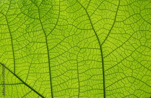 Extreme close up texture of green leaf veins