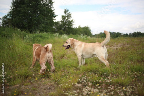Two cute dogs  golden golden labrador and Shar pei   getting to know and greeting each other by sniffing