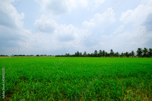 Rice fields, terraces, plantation, farm.