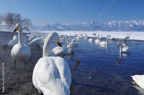 the Swan Lake, Lake Kussharo in Hokkaido, Japan　屈斜路湖　北海道
