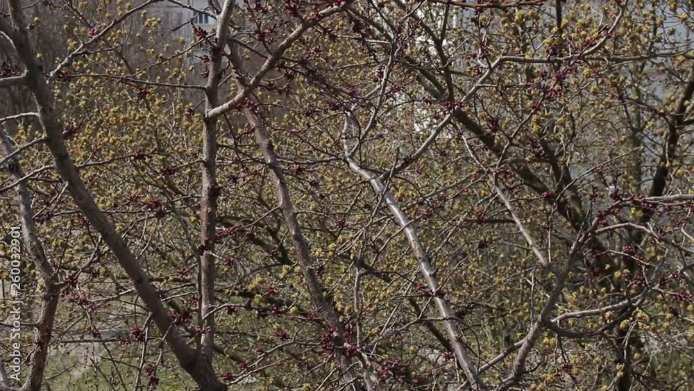 Spring tree branches with buds sway in the wind. Background of a block apartment building. Sunny spring day. Spring tree branches with buds sway in the wind. Background of a block apartment building. Sunny spring day.