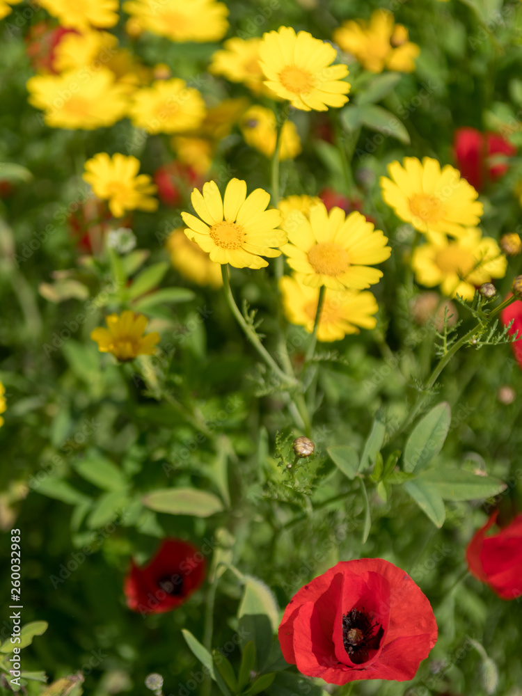 Open field during spring with blossom of poppy flowers, grass and daisies- Israel