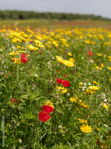 Open field during spring with blossom of poppy flowers, grass and daisies- Israel
