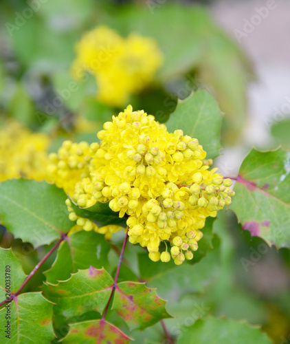 yellow flowers in the garden