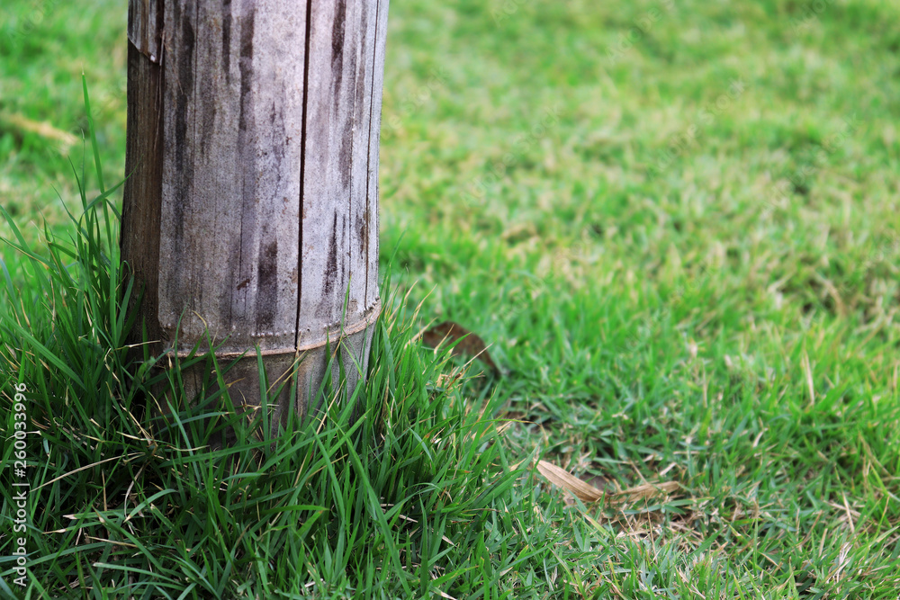 bamboo pole on green grass, pole on green garden. bamboo pole on green grass, pole on green garden.