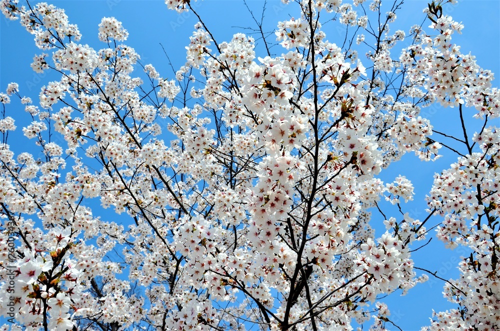 Flowers of cherry tree in spring Flowers of cherry tree in spring