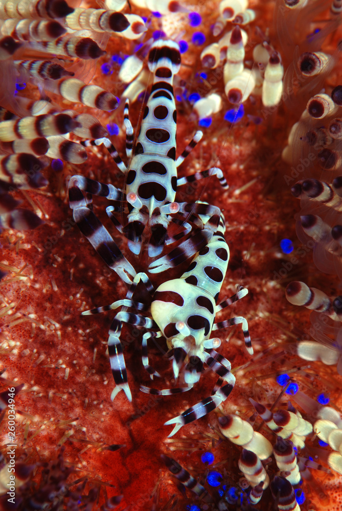 Incredible Underwater World Coleman shrimp Periclimenes colemani
