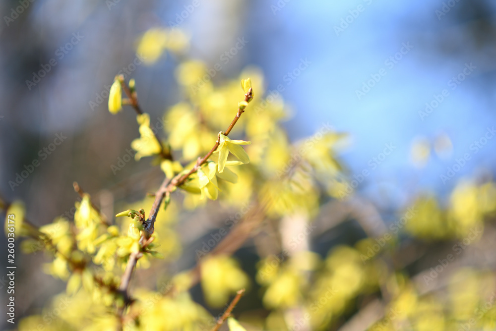 Forsythia shrub in blossom with early spring garden in background Forsythia shrub in blossom with early spring garden in background