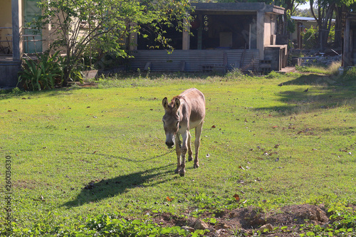 Domestic cute donkey on lawn behind house
