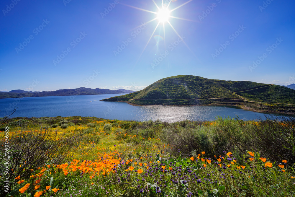 Lots of wild flower blossom at Diamond Valley Lake