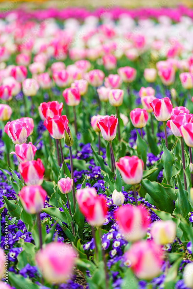 Fototapeta premium チューリップ