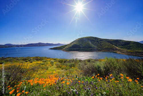 Lots of wild flower blossom at Diamond Valley Lake photo