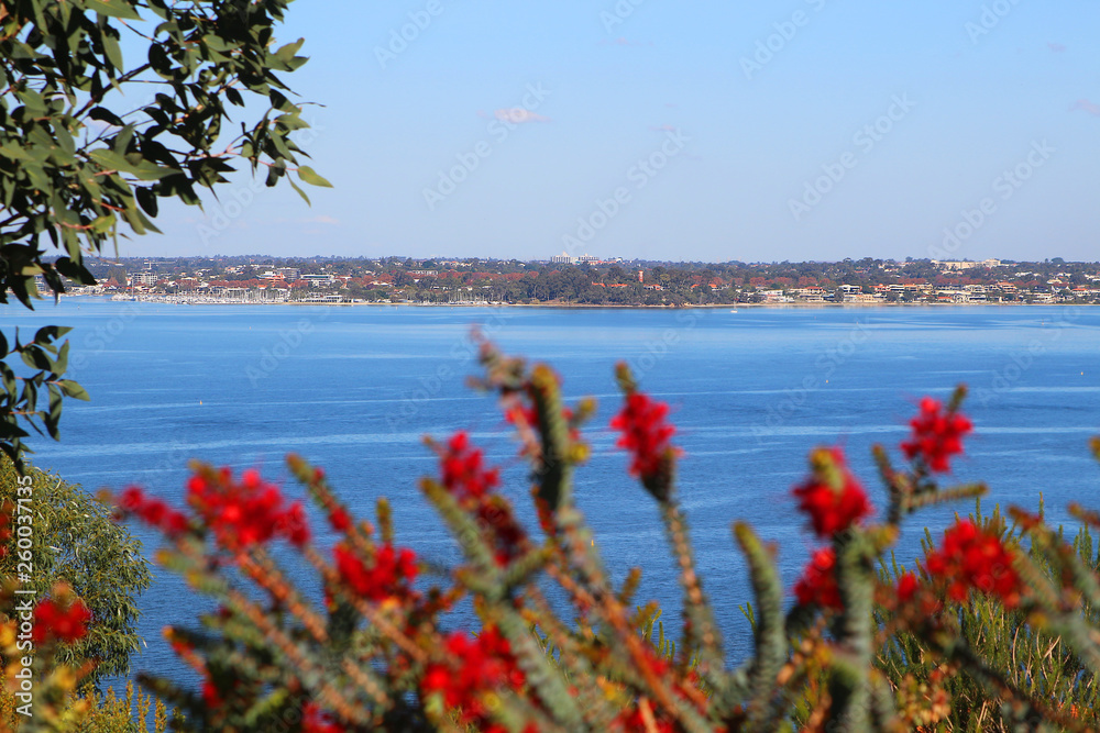 View at South Perth over the Swan river framed by Eucalyptus and Verticordia leaves in front