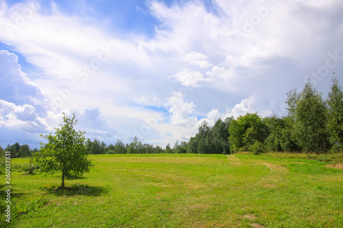 Summer landscape in Latvia  East Europe. Green field and forest.